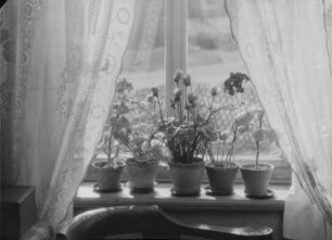 Blumen am Fenster