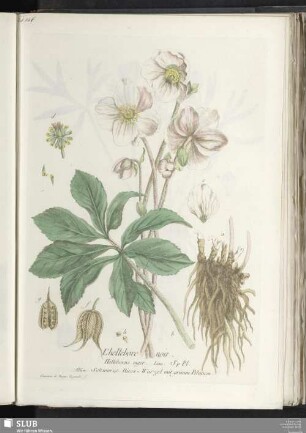L'hellebore noir