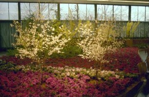 Freiburg: Stadthalle, Blumen- und Gartenausstellung, Blumenarrangements in der Stadthalle