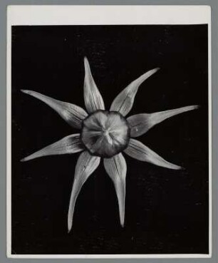 Schmuckkörbchen, Blütenknospe (Cosmos spec.)