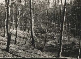 Brandenburg. Ruppiner Schweiz. Am Binenbach