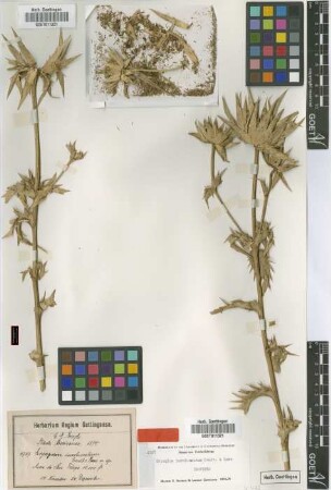 Eryngium involucratum J.M.Coult. & Rose [isotype]