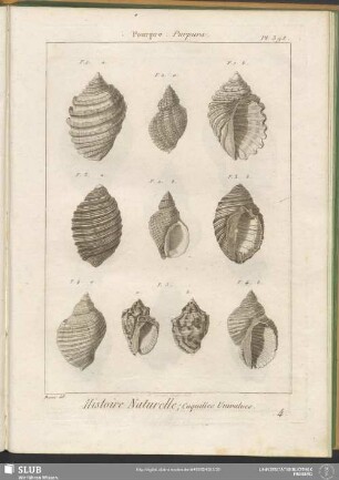 Pl. 398. Pourpre. Purpura