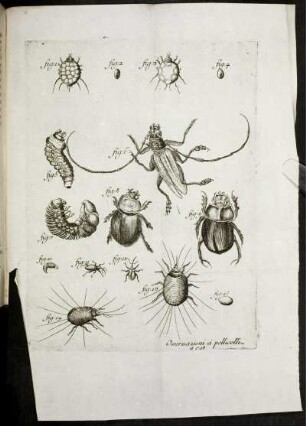 fig. 1. [bis] fig. 15.