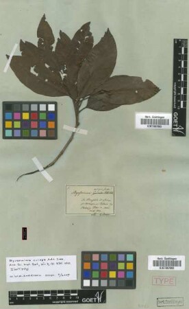 Byrsonima crispa A.Juss.