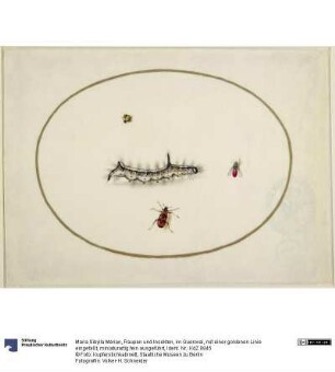 Raupen und Insekten, im Queroval, mit einer goldenen Linie eingefaßt, miniaturartig fein ausgeführt