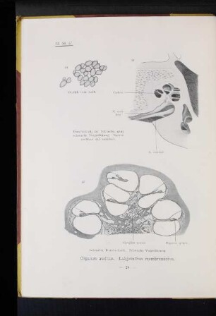 57. Schnecke, Durchschnitt. Schwache Vergrößerung.