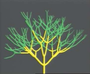 Maple-type Growth
