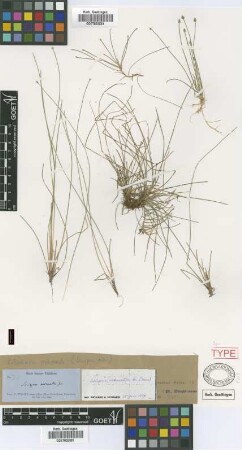 Scirpus ochreatus Griseb. [syntype]