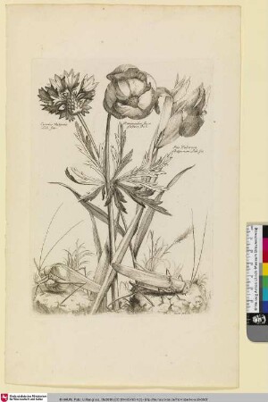 Cyarius Vulgarie Lob. Ico.; Ranunculus flore globoso Dod.; Iris Tuberosa Belgarum Lobi Ico