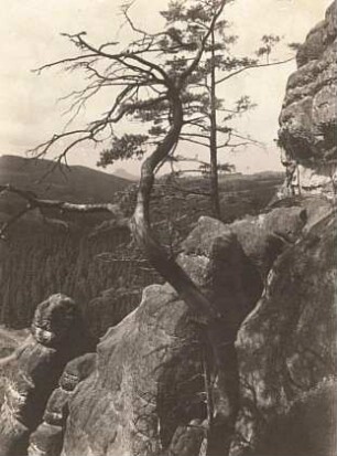 Elbsandsteingebirge. Schrammsteine. Blick vom Ostende des Kuhstalls zum Lilienstein