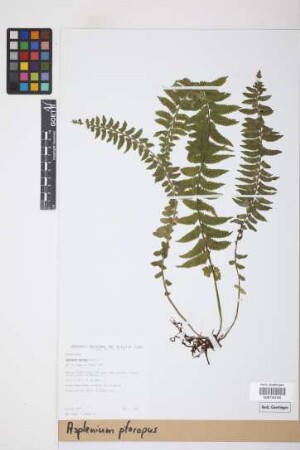 Asplenium pteropus