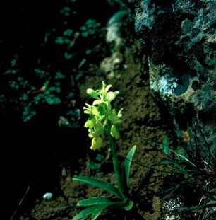 Kreta. Wenigblütiges Knabenkraut (Orchis pauciflora)