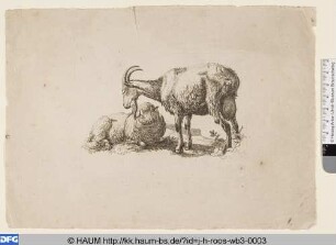 Stehende Ziege und liegendes Schaf
