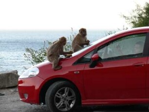 am Eastern Beach lassen sich zwei Makake-Äffchen von Einheimischen aus dem Auto heraus füttern