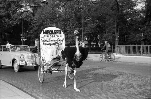 Berlin: Vogel Strauß trägt Reklamehalter durch die Straßen