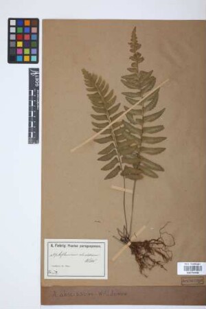 Asplenium abscissum