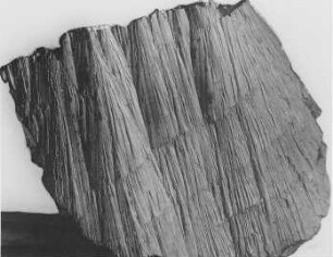 Tutenkohle (?) (R. Potonié) : Geologie | Kohlengeologie | Entstehung der Kohle