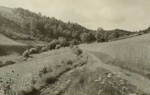 Kohlbachtal bei Glashütte : Tal des Kohlbaches östlich von Glashütte