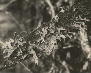 Echte Lungenflechte (Lobaria pulmonaria). Originalaufnahme von 1918