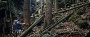 Der wilde Wald - Natur Natur sein lassen