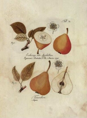 Tab. 78. Fig. 1. Erzherzog oder Zwiebelbirn [...] Fig. 2. Tannenbirn [...]