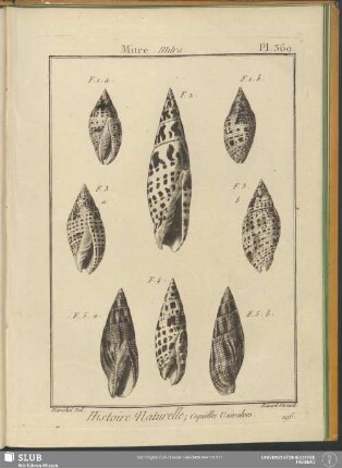 Pl. 369. Mitre, Mitra
