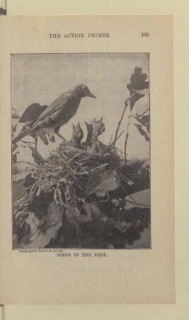 Birds in the nest