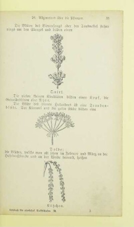 Allgemeines über die Pflanzen