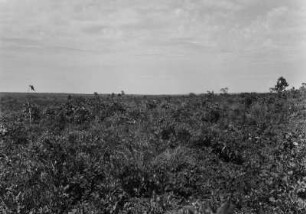 Vegetation des Pantanal : Vegetation am südlichen Ende des Pantanal, nahe der Stadt Aquidauana.