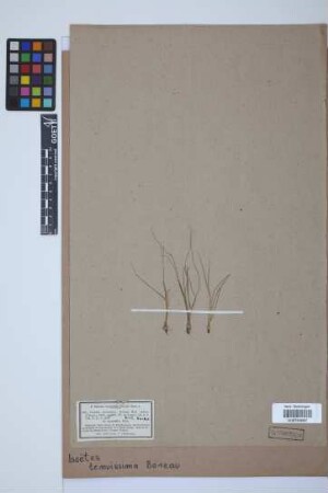Isoetes muelleri A. Br.