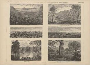 f. Die wichtigeren Baumtypen Australiens (aus Seydlitz' Geographie)