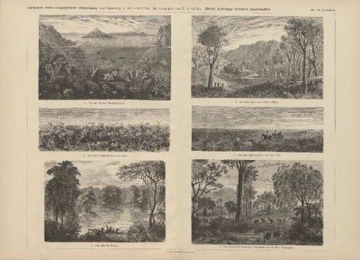f. Die wichtigeren Baumtypen Australiens (aus Seydlitz' Geographie)