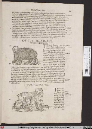 Of the Bear-Ape.