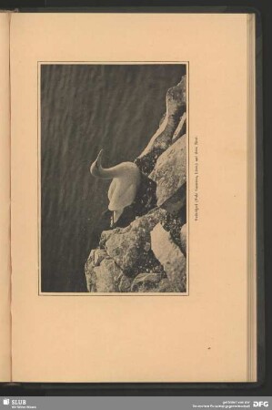 Baßtölpel, Sula bassana, Linn., auf dem Nest