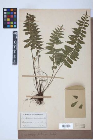 Asplenium semicordatum Raddi