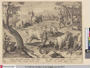 [Eine Kuh und Ziegen werden von Füchsen angegriffen; Animals attacked by foxes]