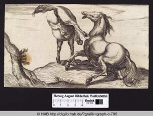 Zwei kämpfende Pferde