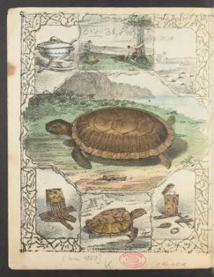 Tafel: [Turtle]