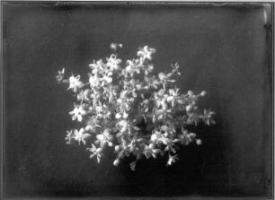 Blütenstand des Schwarzen Holunders (Sambucus nigra)