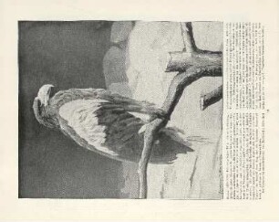 Riesen-Seeadler