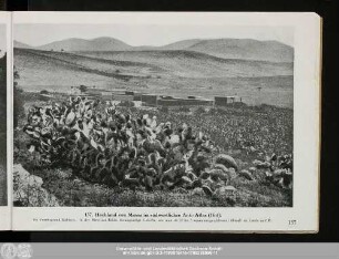 137. Hochland von Mussa im südwestlichen Anti-Atlas (Ifni).