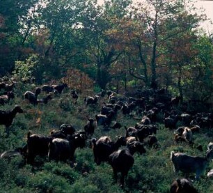 Thessalien. Im Pelion (Pilio), von den Hochalmen heimkehrende Vlachen-Herde
