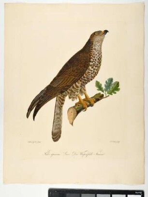 Falco apivorus. Linn. Der Wespenfalk. Femina. - Wespenbussard. Pernis apivorus; fem. - Zeichner: Ambrosius Gabler; Stecher: Johann Carl Bock