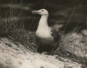 Silbermöwe (Larus argentatus Pont.), aufrecht am Nestrand stehend. Amrum