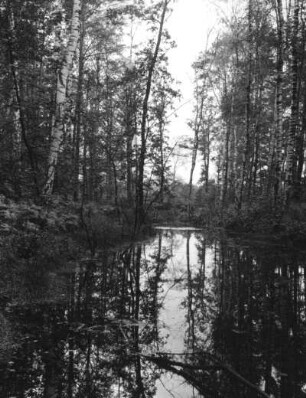 Coswig. Teich im Katharinenholz