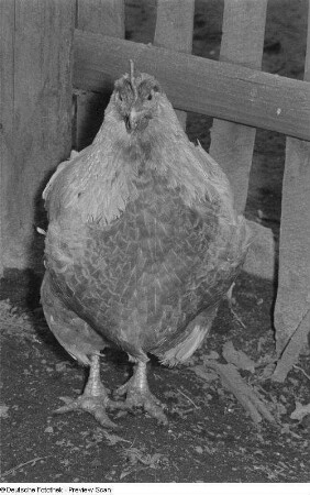 Huhn