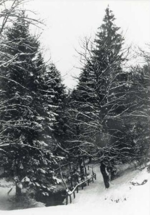 Waldweg am Donoperteich im Winter;. Schnee auf den Bäumen. aus der Sammlung Priester
