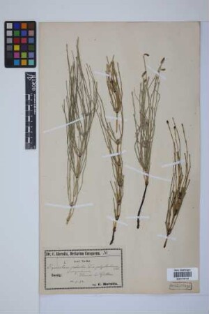 Equisetum palustre L.