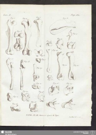 Tapir. Pl. III. Divers os séparés du Tapir